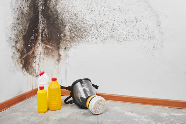 Best Affordable Mold Removal  in Mount Hope, NJ