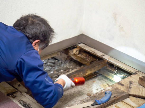 Mold Removal and Inspection in Mount Hope, NJ