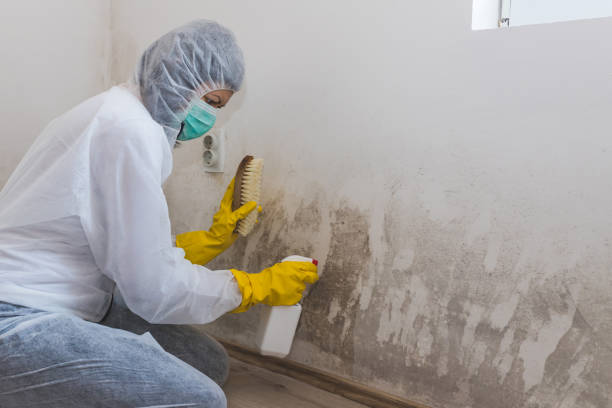 Best Local Mold Removal Service  in Mount Hope, NJ
