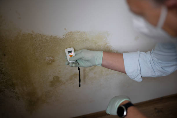 Best Affordable Mold Removal  in Mount Hope, NJ