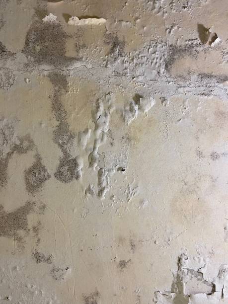 Best Mold Damage Repair  in Mount Hope, NJ