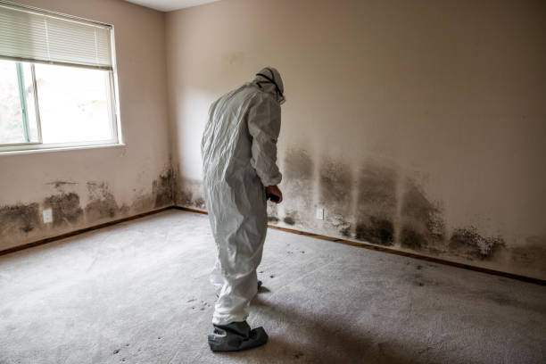 Home Mold Removal in Mount Hope, NJ