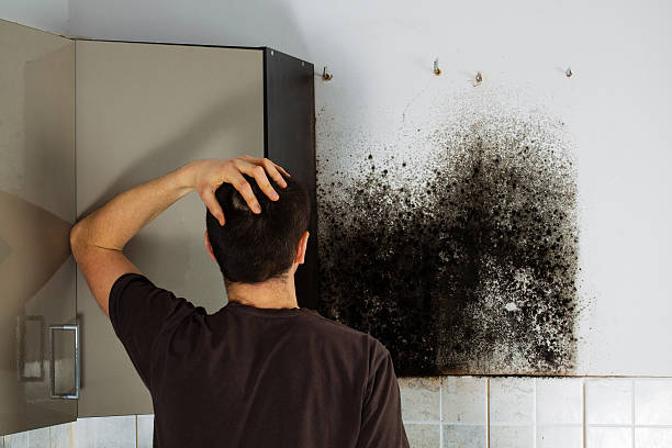 Best Mold Removal Company Near Me  in Mount Hope, NJ
