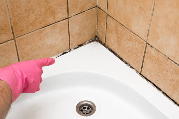 Crawl Space Mold Removal in Mount Hope, NJ